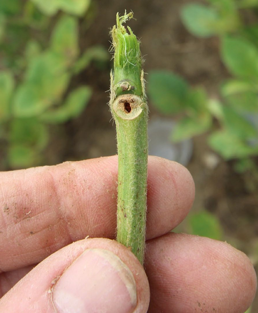 Hole where a larva entered the main stem from a petiole.